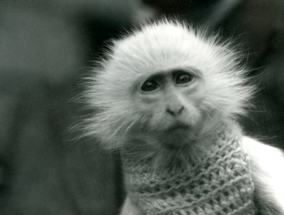 An albino Old World Monkey wearing a sweater at London Zoo in July 1922 by Frederick William Bond